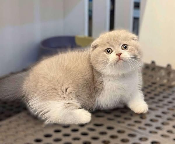 Munchkin Fold
