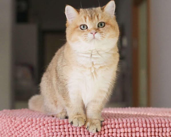 British Shorthair