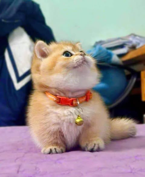 Munchkin