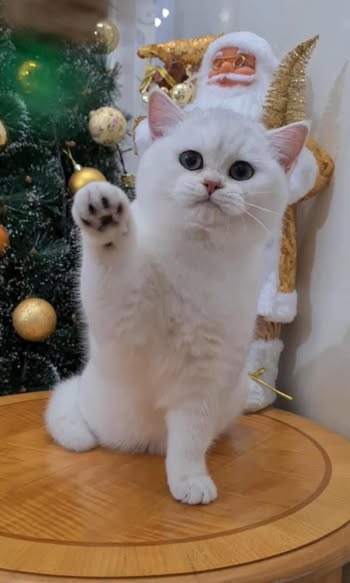 British Shorthair