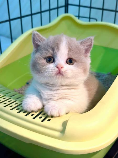 Munchkin