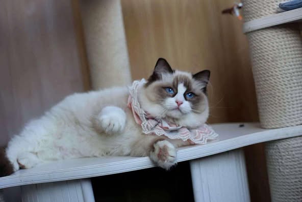 Ragdoll