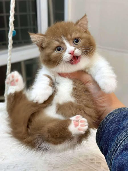 Munchkin