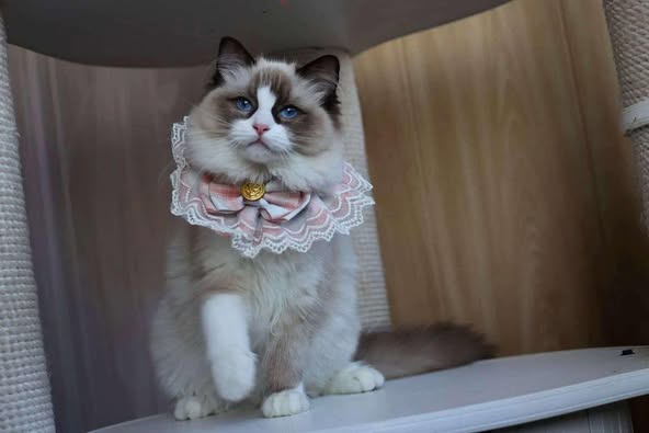 Ragdoll
