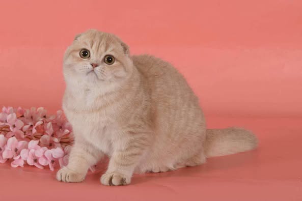 Scottish Fold