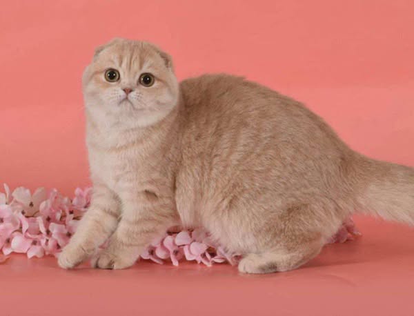 Scottish Fold