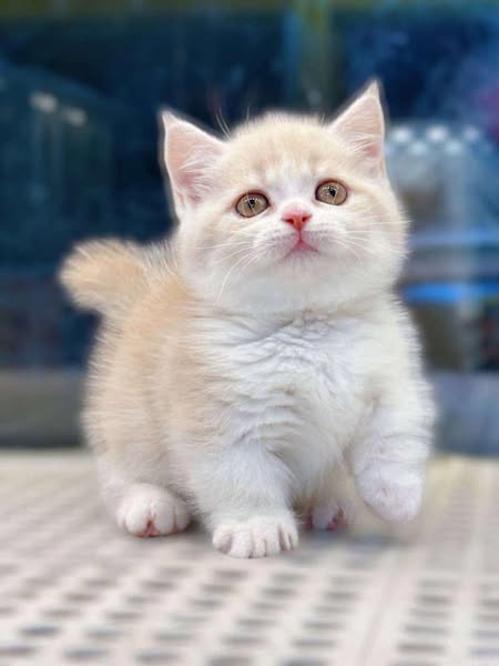 Munchkin
