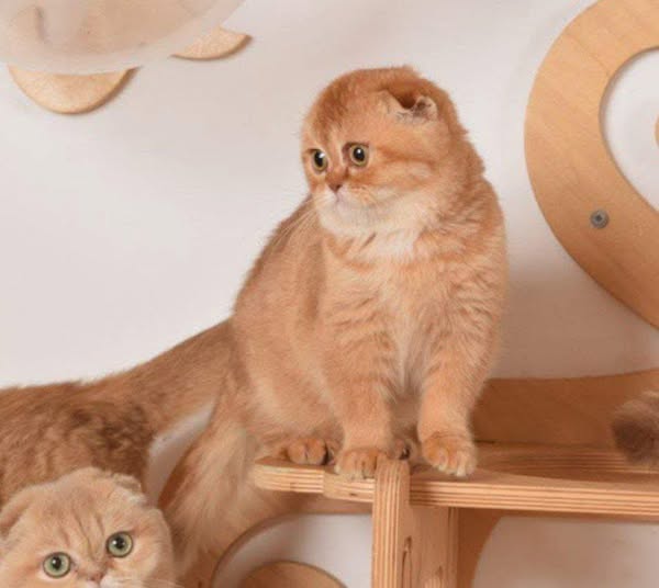 Scottish Fold
