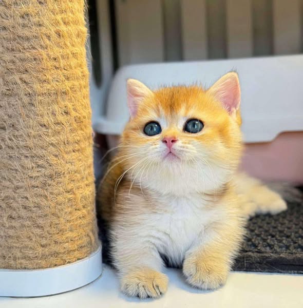 Munchkin