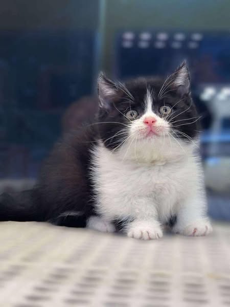 Munchkin