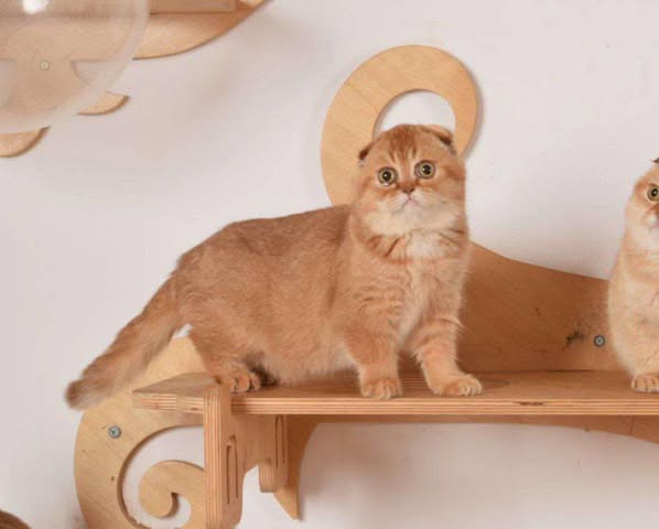 Scottish Fold