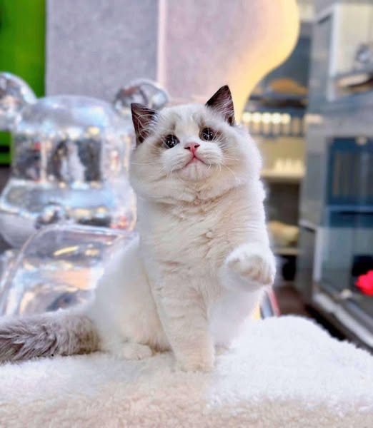 Ragdoll
