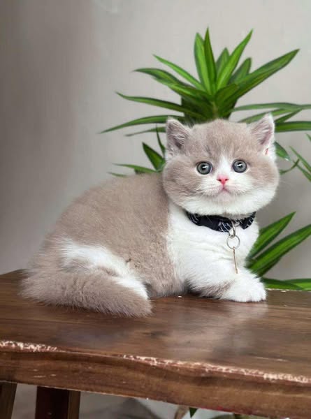 Munchkin