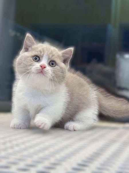 Munchkin