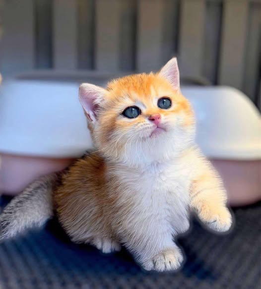 Munchkin