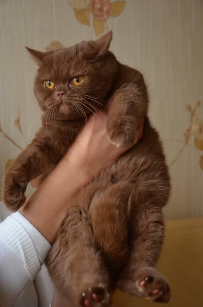 British Shorthair