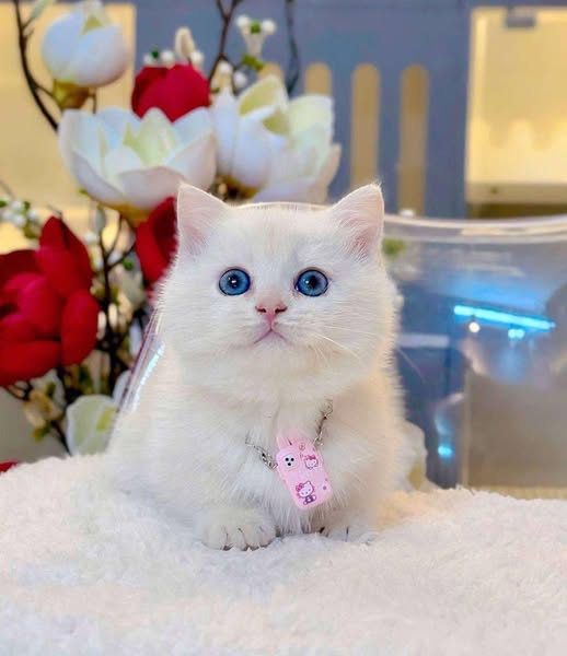 Munchkin