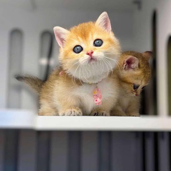 Munchkin