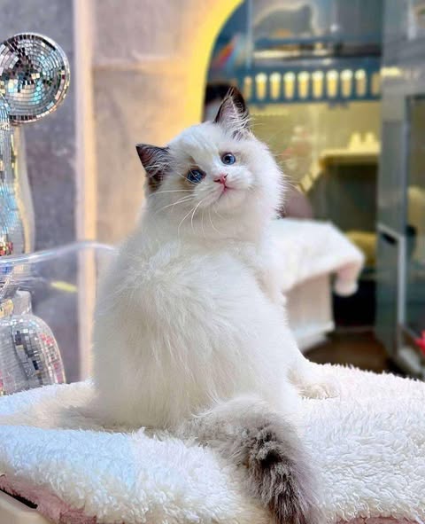 Ragdoll