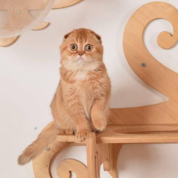 Scottish Fold