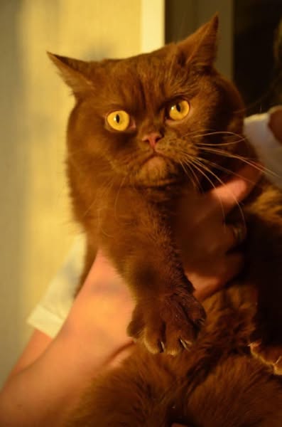 British Shorthair