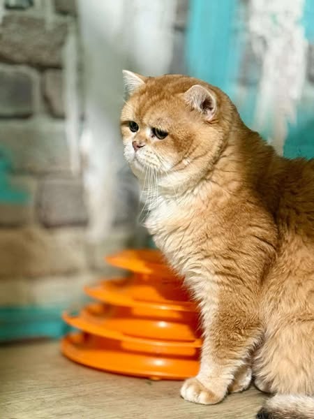 British Shorthair