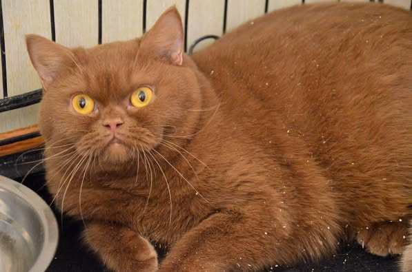 British Shorthair