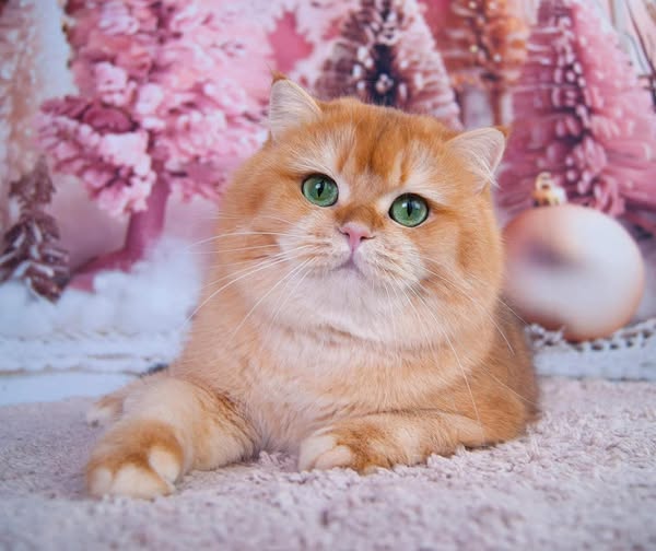 British Shorthair