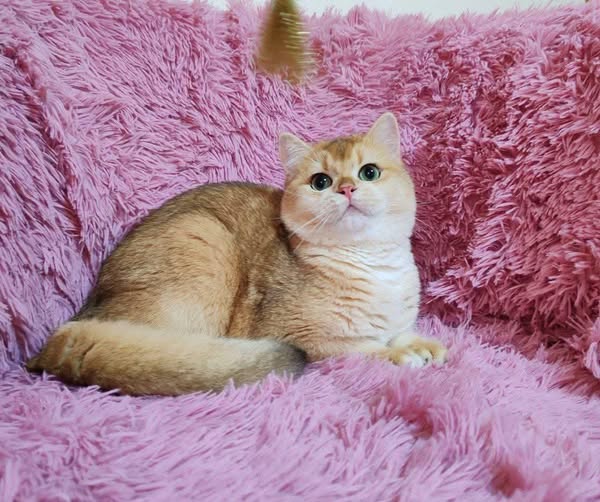 British Shorthair