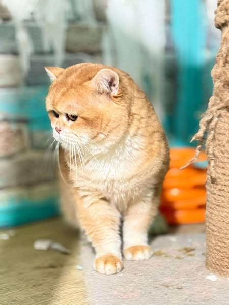British Shorthair
