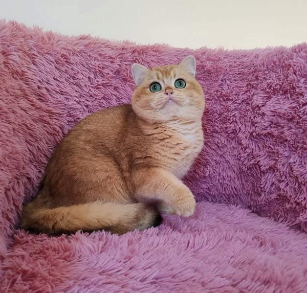 British Shorthair