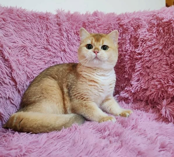 British Shorthair