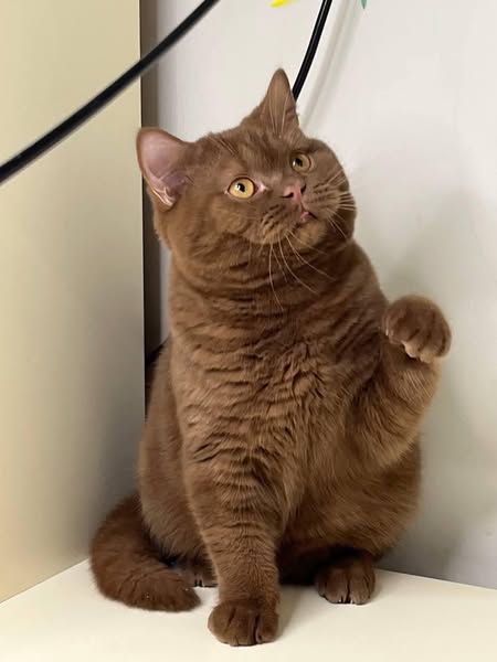 British Shorthair