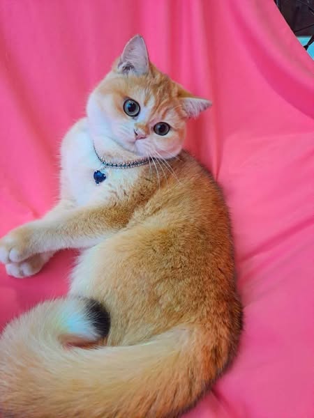 British Shorthair