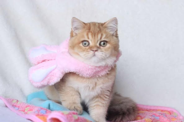 British Shorthair