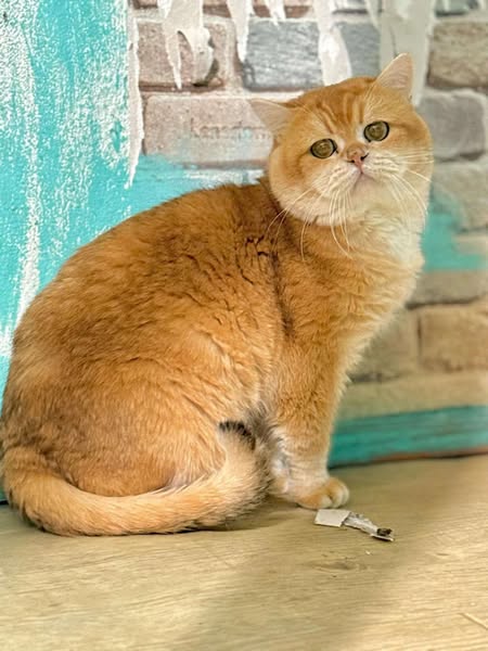 British Shorthair