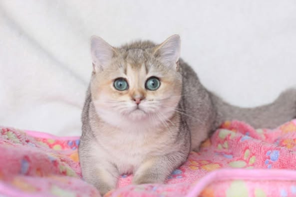 British Shorthair