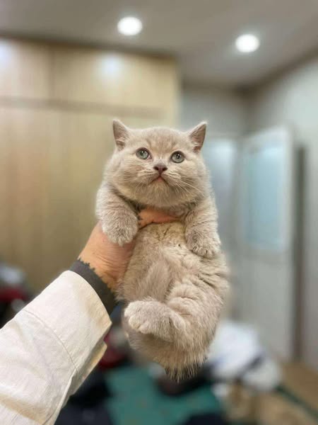 Munchkin