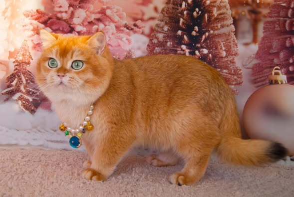 British Shorthair