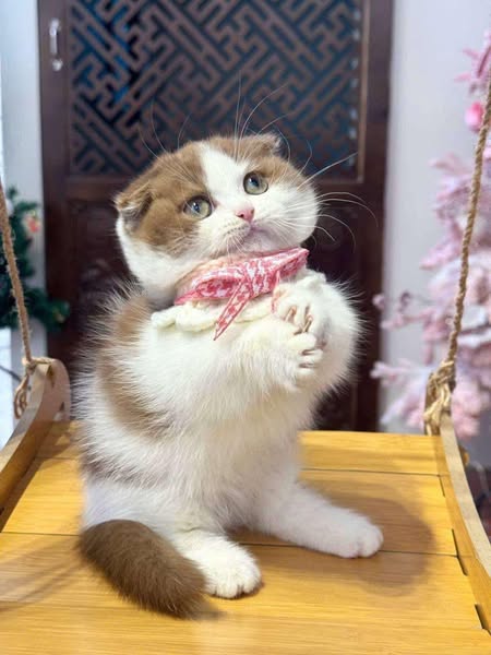 Munchkin Fold