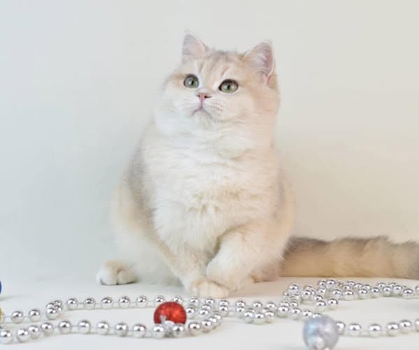 British Shorthair