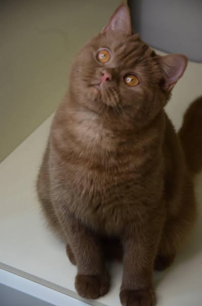 British Shorthair