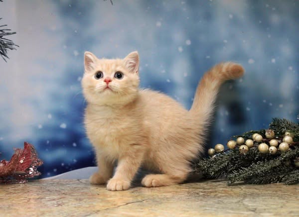 British Shorthair