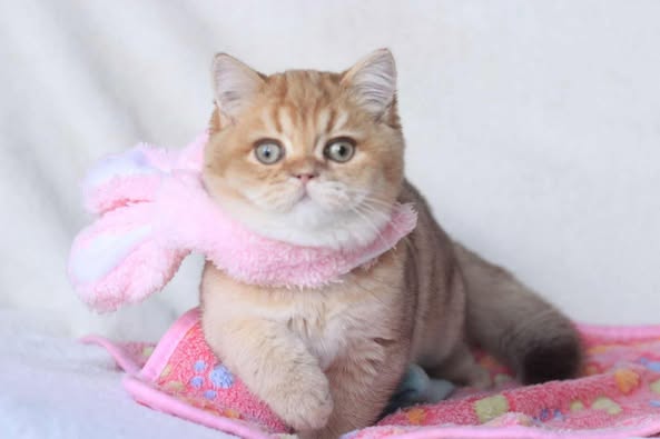 British Shorthair