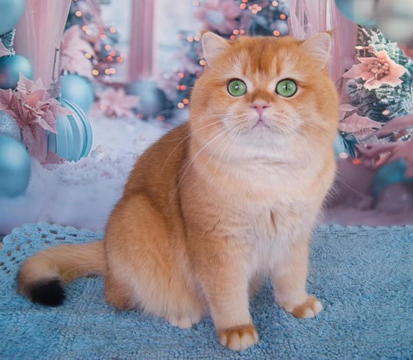 British Shorthair