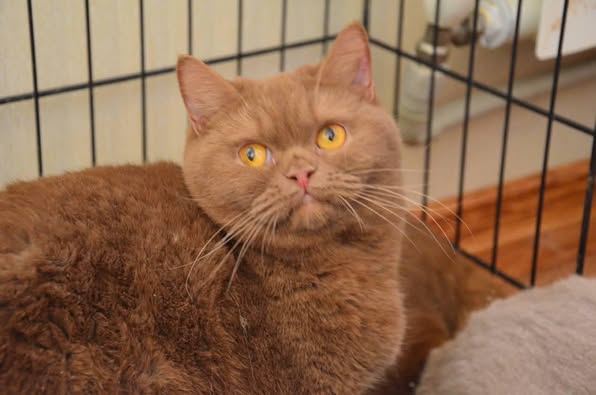 British Shorthair