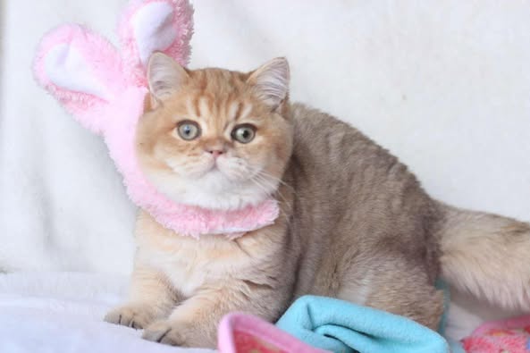 British Shorthair
