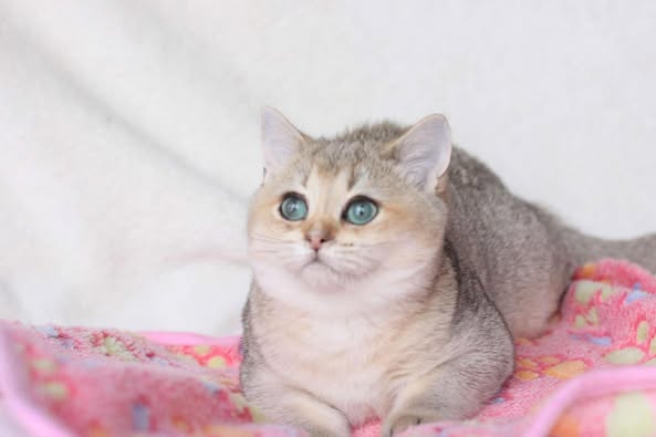 British Shorthair