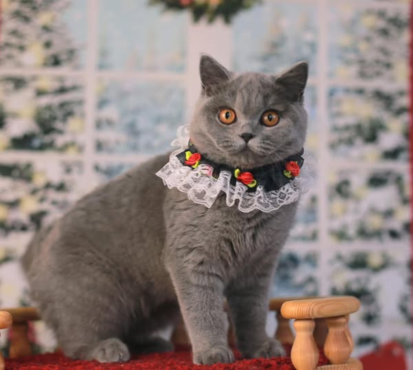 British Shorthair