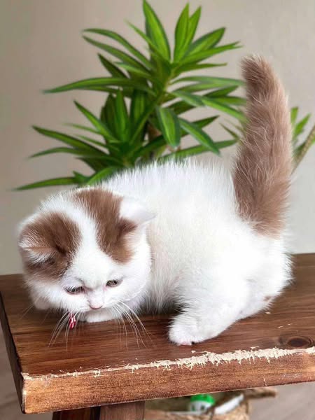 Munchkin